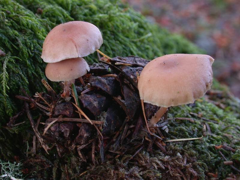 Funghi d'' oltre Manica